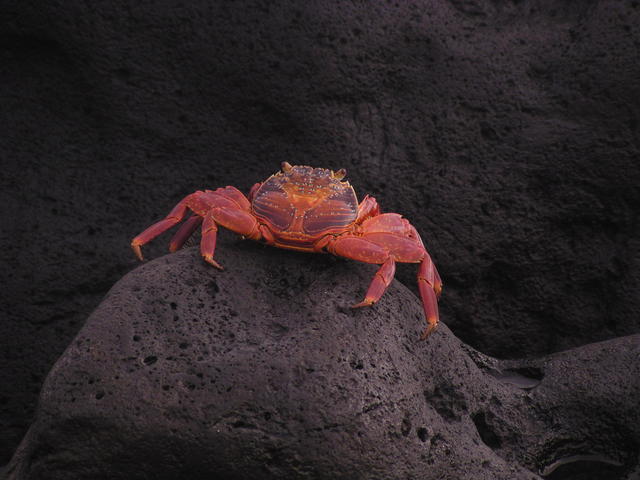 Sally Lightfoot Crab - free image