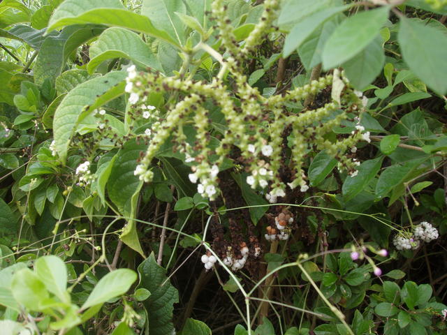 Scorpion Tail Flower - free image