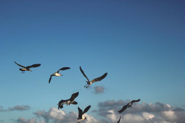 Sea gull - free image