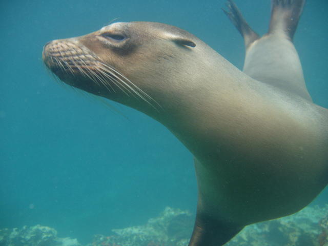 sea lion - free image