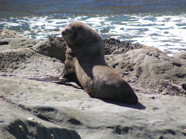 sea lion - free image