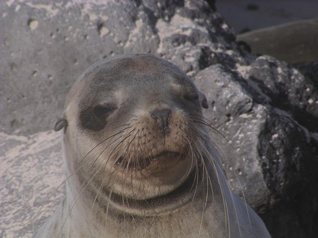 Sea lion - free image