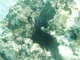 sea urchin