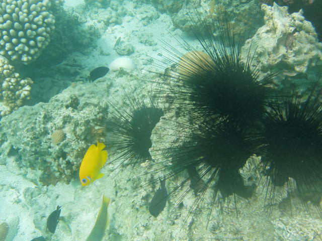 sea urchins - free image