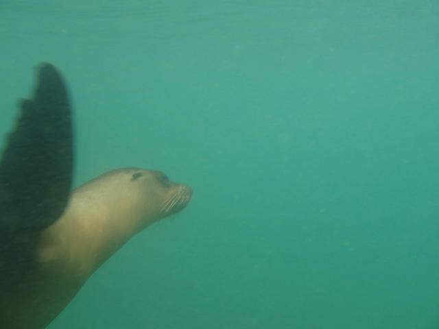 seal - free image