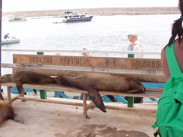 sleepy sea lions - free image