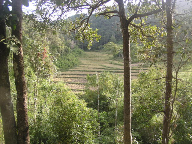 step cultivation - free image