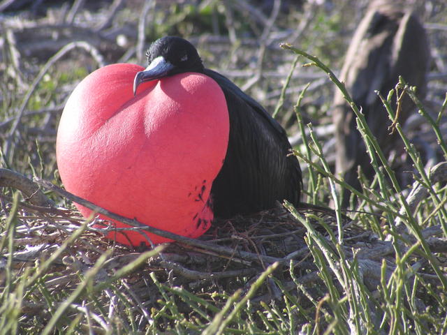 stunning red Frigate Bird - free image