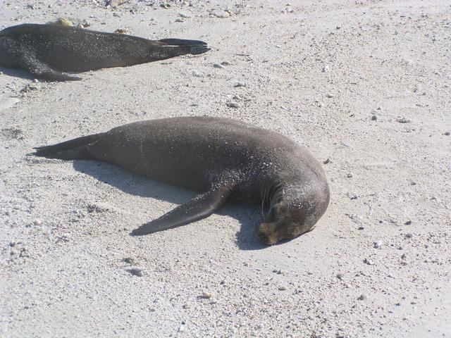 tired sealion - free image