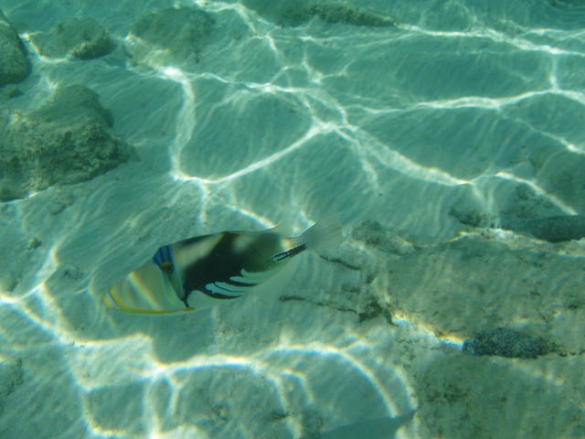 triggerfish - free image