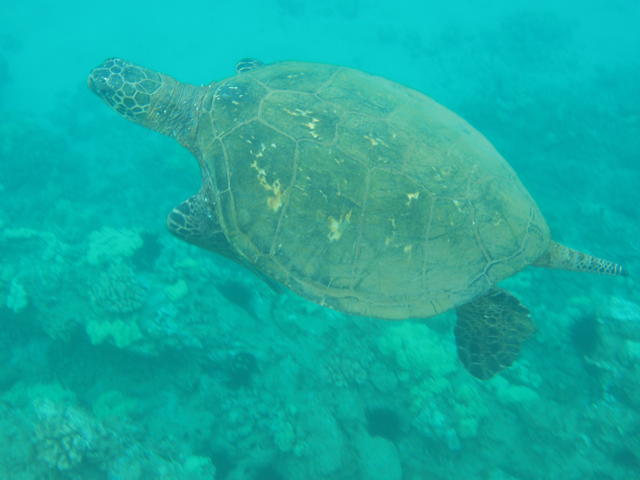 Turtle - free image