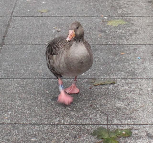 Walking Alone - free image