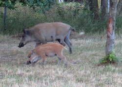 Wild Boar family