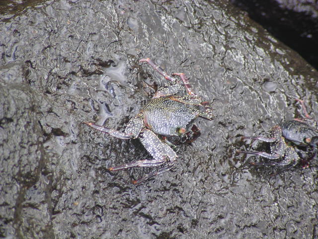 wired dotted crabs - free image