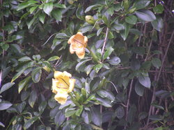 Yellow flowers